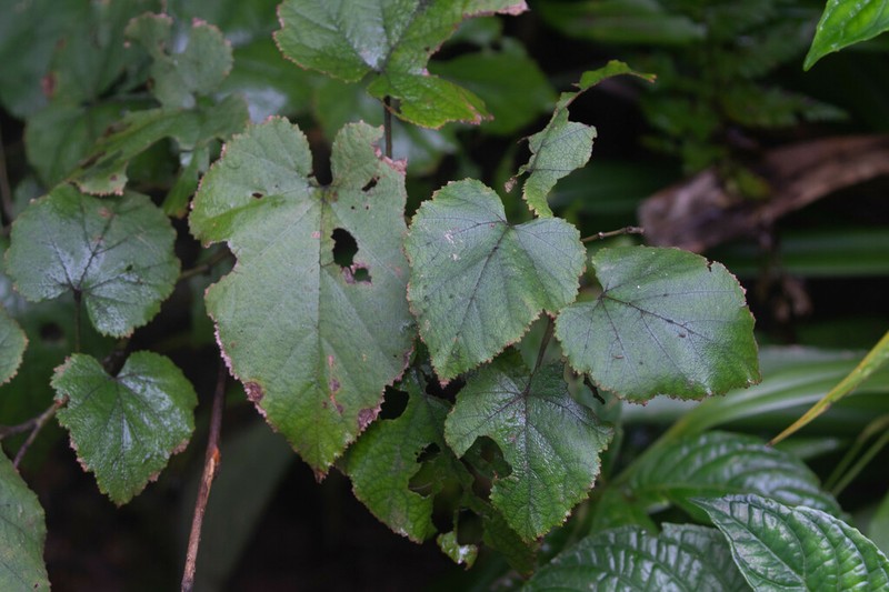 Rubus flagelliflorus photo 4