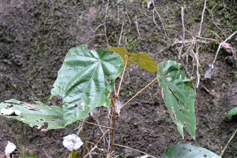 Rubus flagelliflorus photo 5