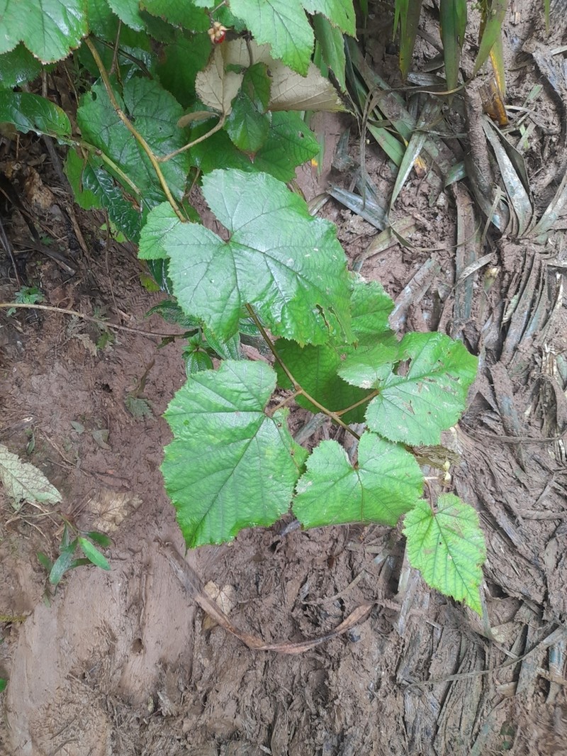 Rubus flagelliflorus photo 6
