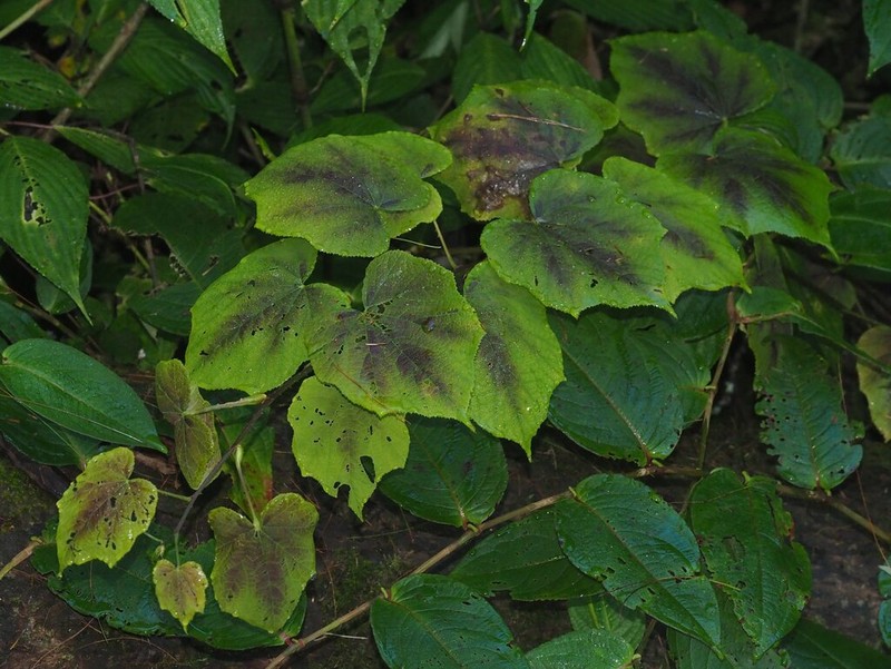 Rubus flagelliflorus photo 7