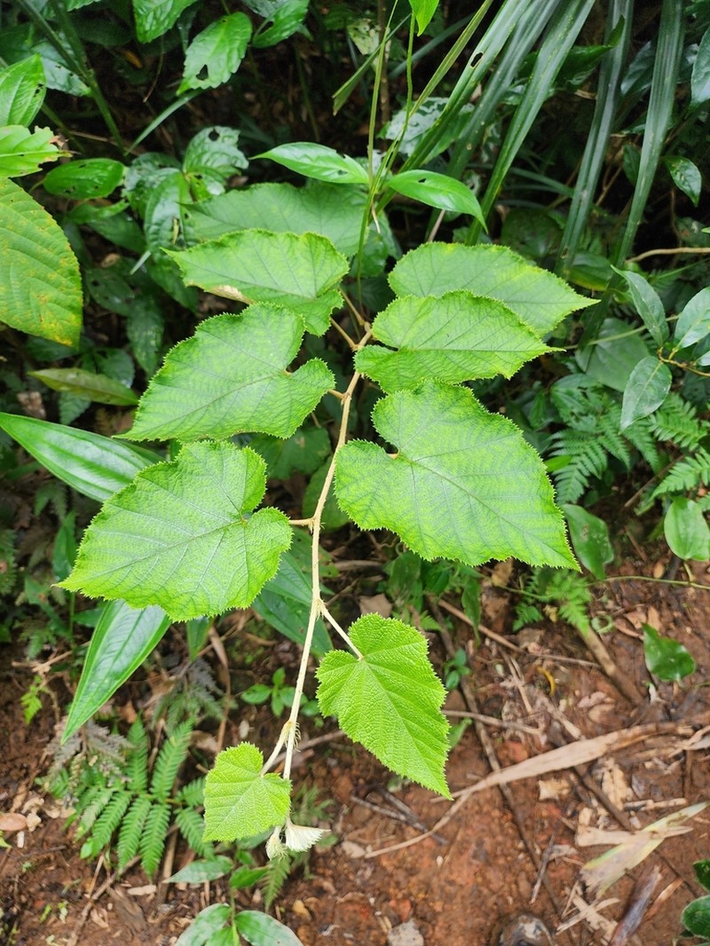 Rubus flagelliflorus photo 8