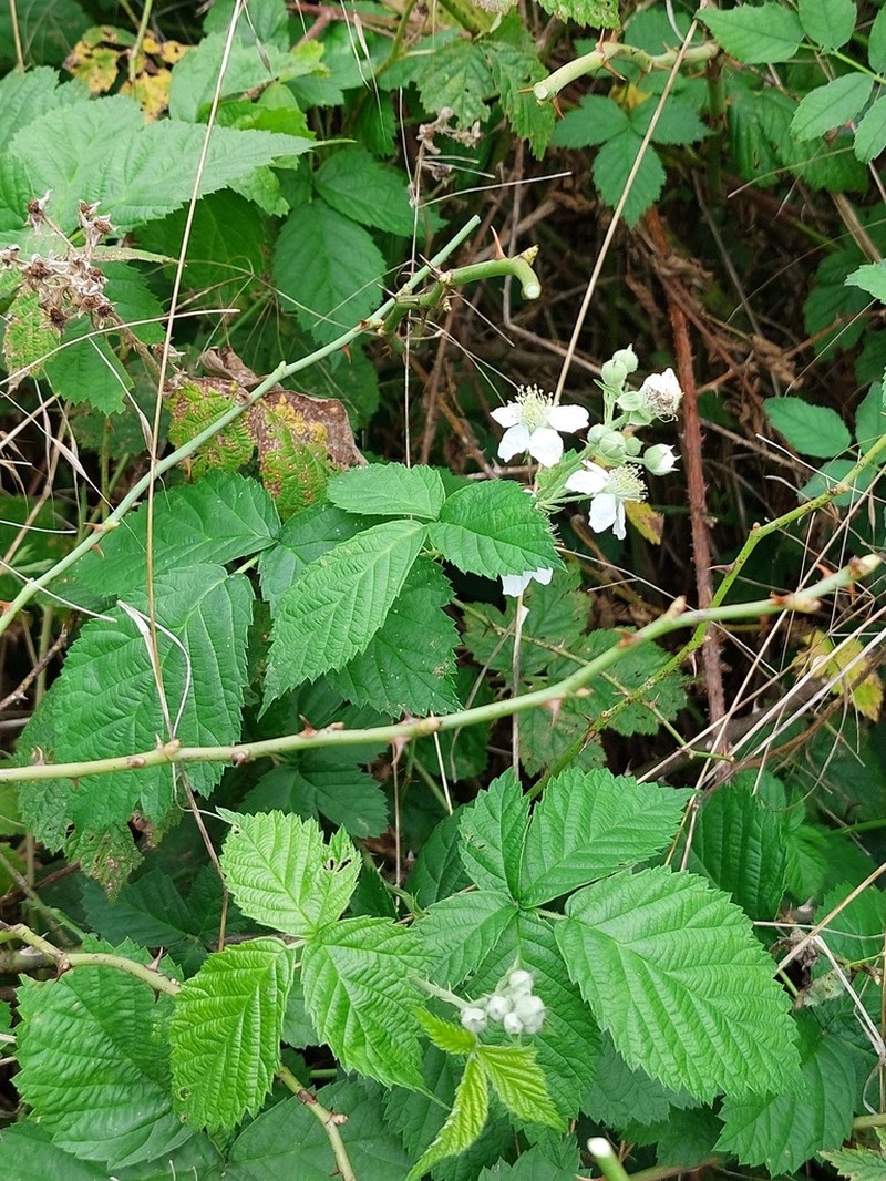 Rubus flavinervis