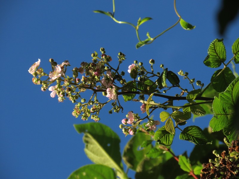 Rubus floribundus photo 2