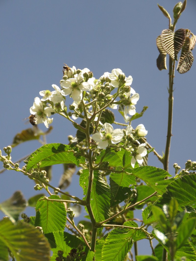 Rubus floribundus photo 3