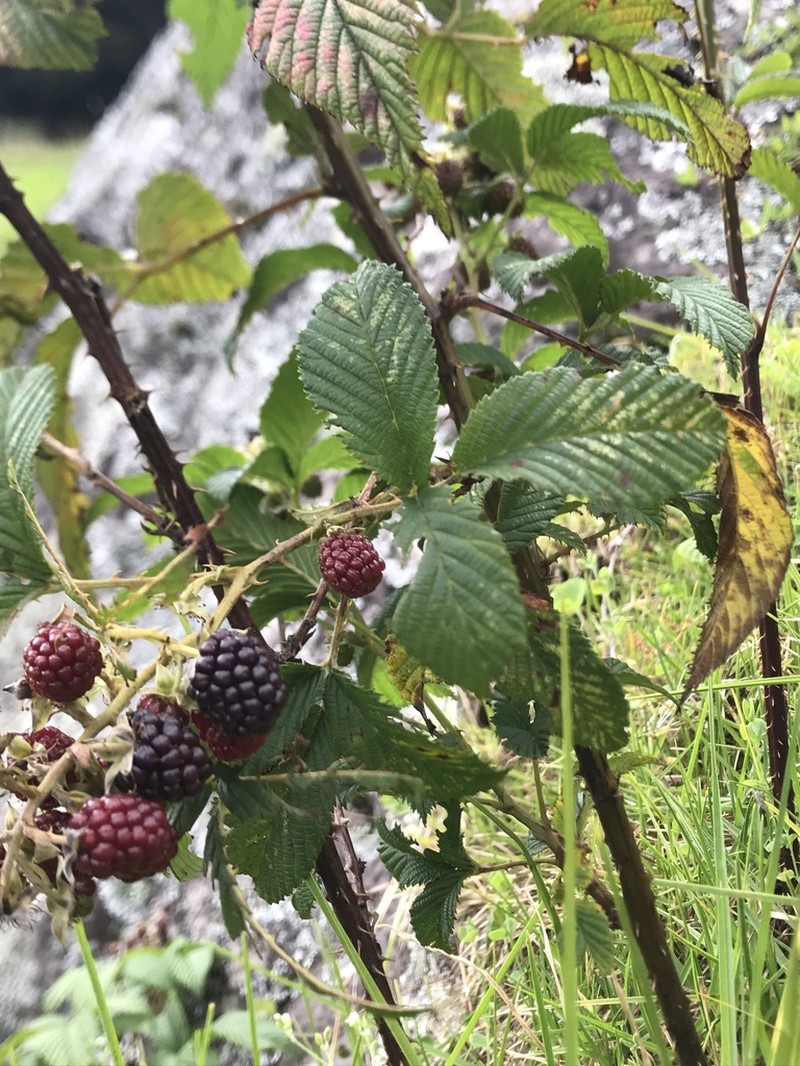 Rubus floribundus photo 4