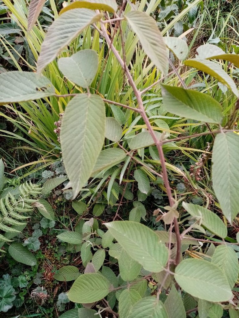 Rubus floribundus photo 5