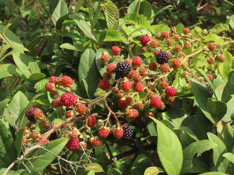 Rubus floribundus photo 6