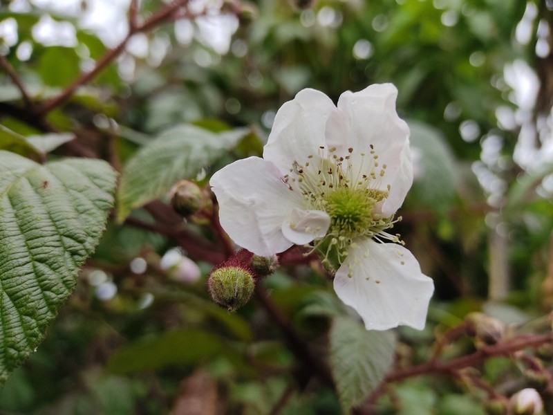 Rubus floribundus photo 7