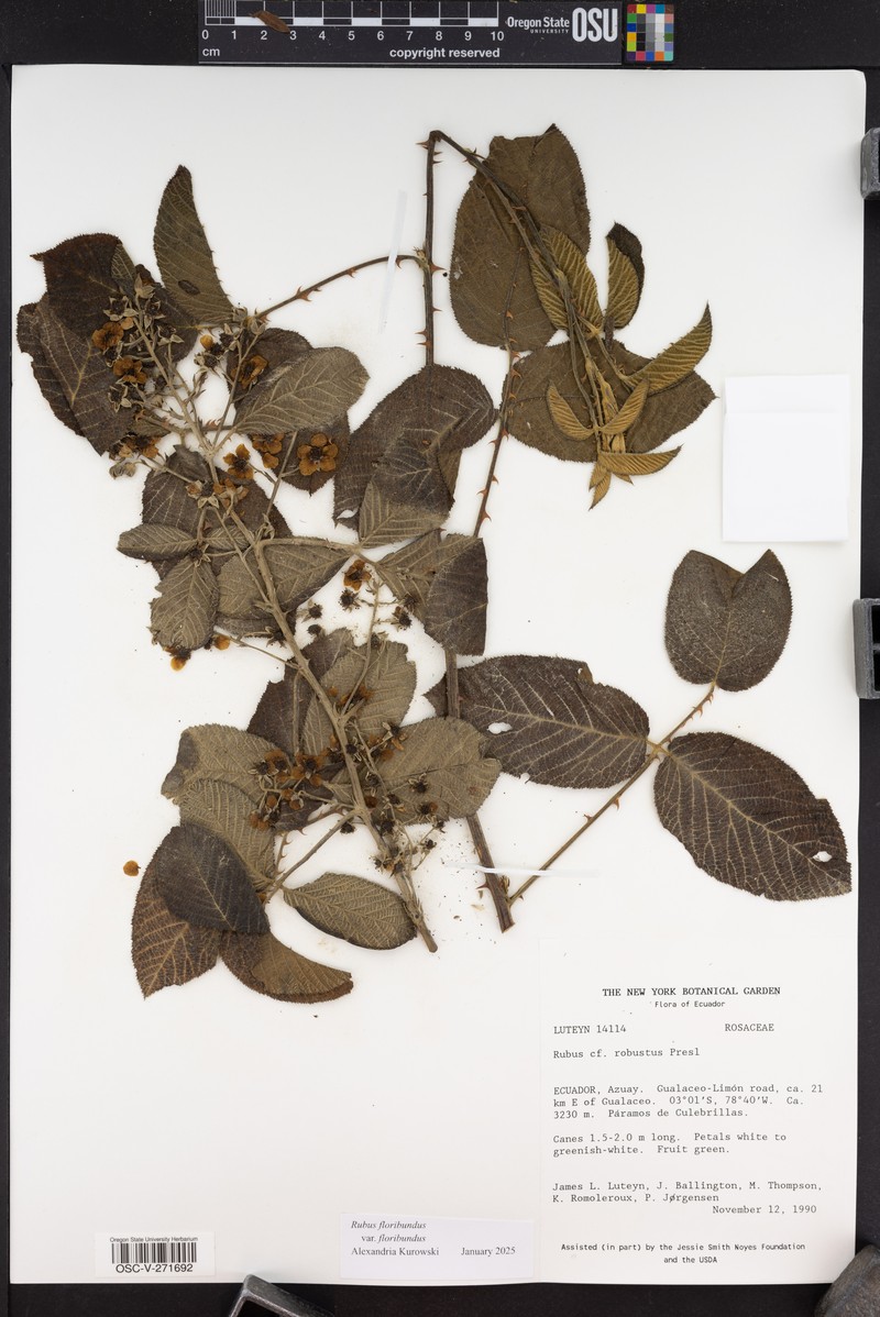 Rubus floribundus var. floribundus