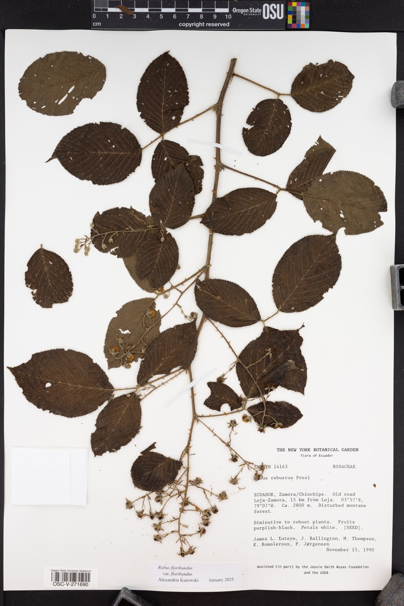 Rubus floribundus var. floribundus photo 2