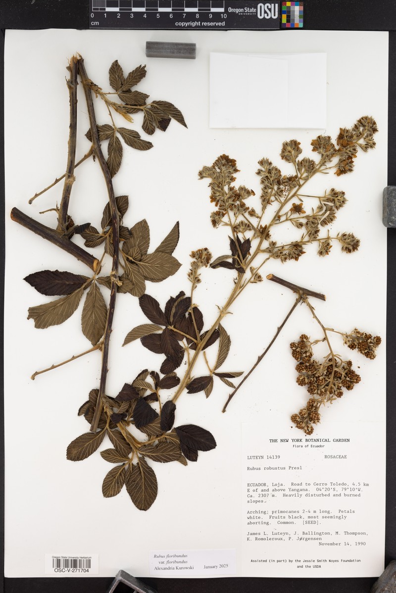 Rubus floribundus var. floribundus photo 3