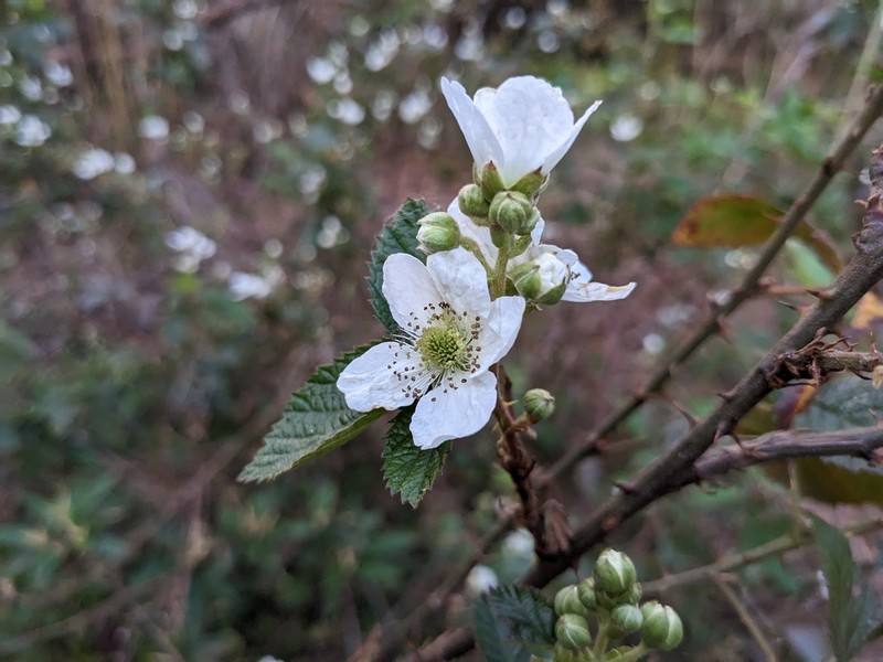 Rubus florifolius