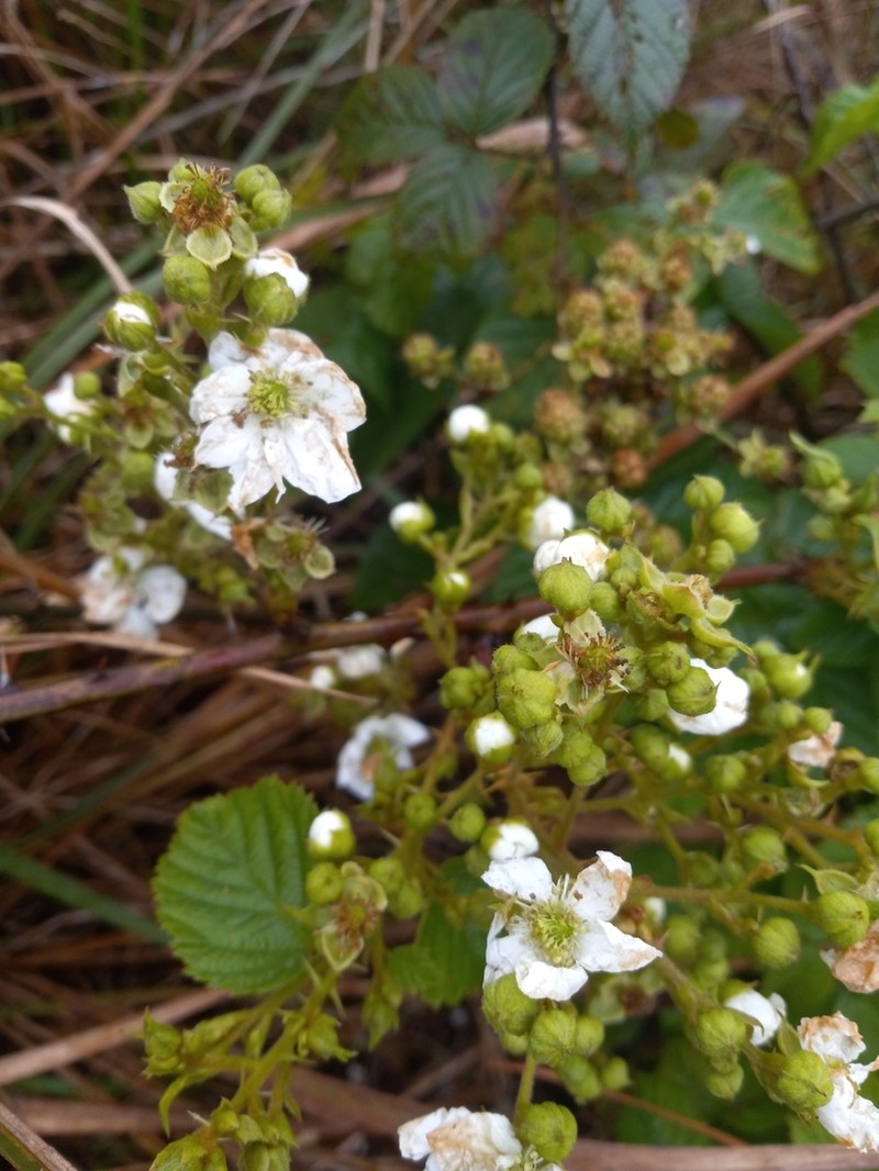 Rubus florifolius photo 2
