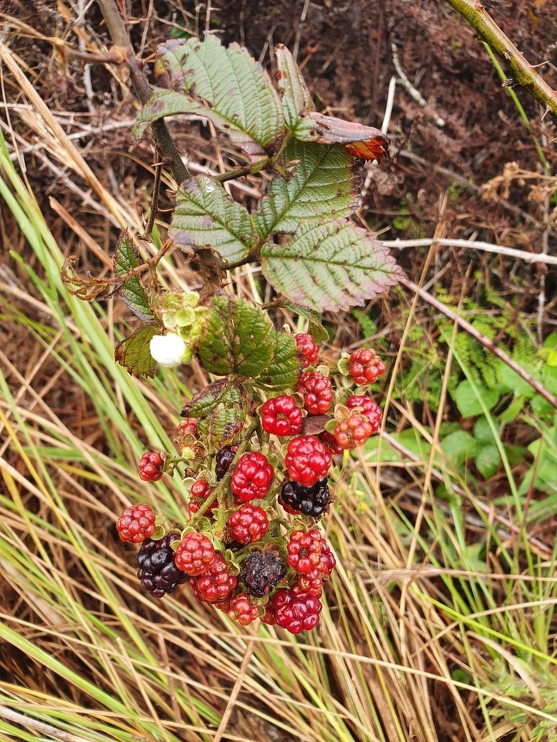 Rubus florifolius photo 3