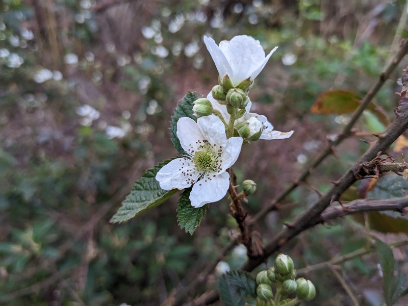 Rubus florifolius photo 4