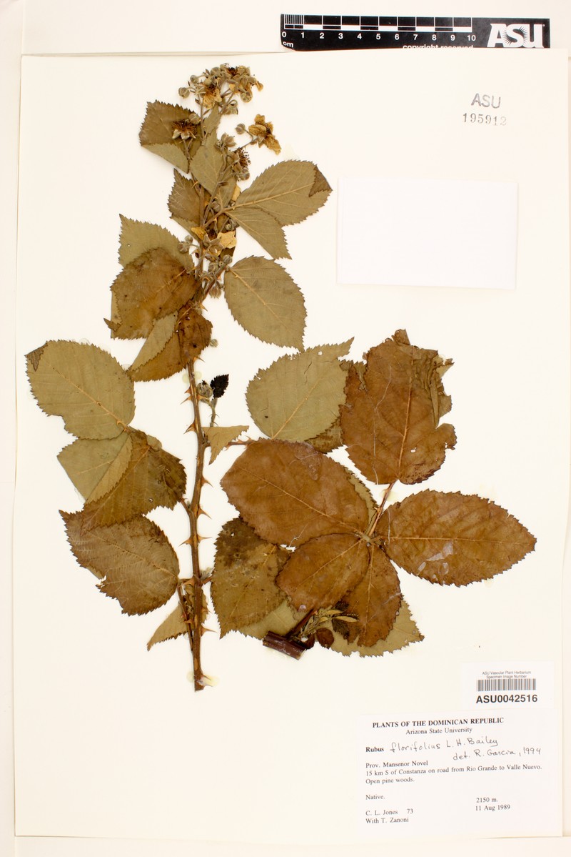 Rubus florifolius photo 5