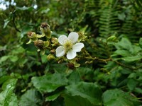 Big Blackberry