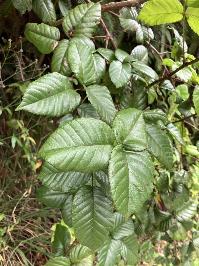 Big Blackberry photo 5
