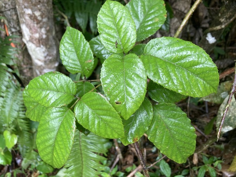 Big Blackberry photo 6
