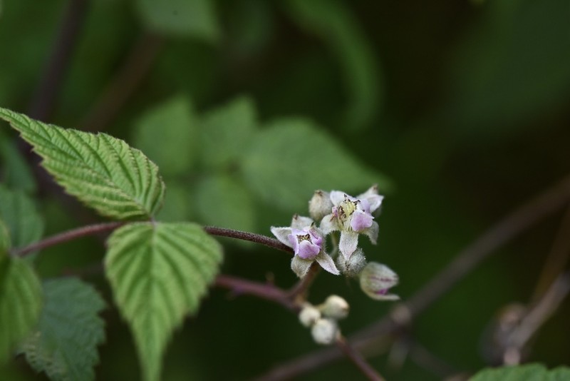Rubus flosculosus