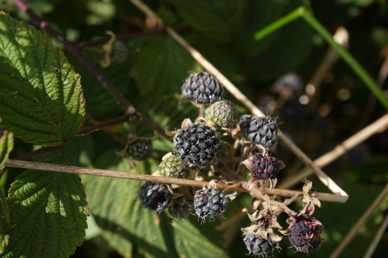 Rubus flosculosus photo 2
