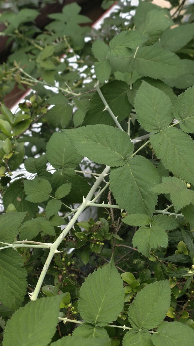 Rubus flosculosus photo 3