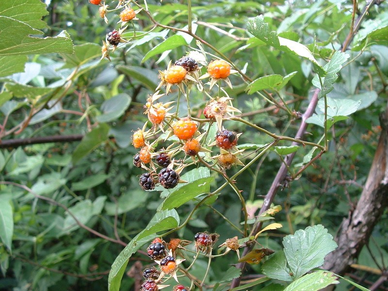 Rubus flosculosus photo 4