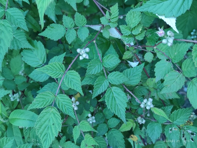 Rubus flosculosus photo 5