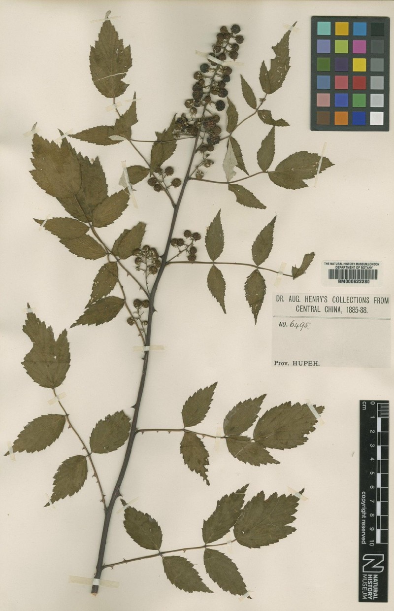 Rubus flosculosus photo 6