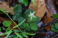 Rubus fockeanus