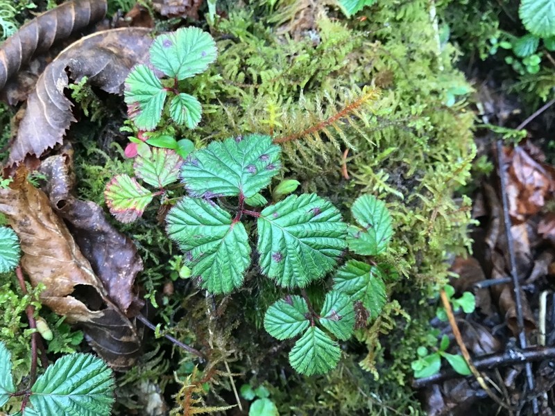 Rubus fockeanus photo 2