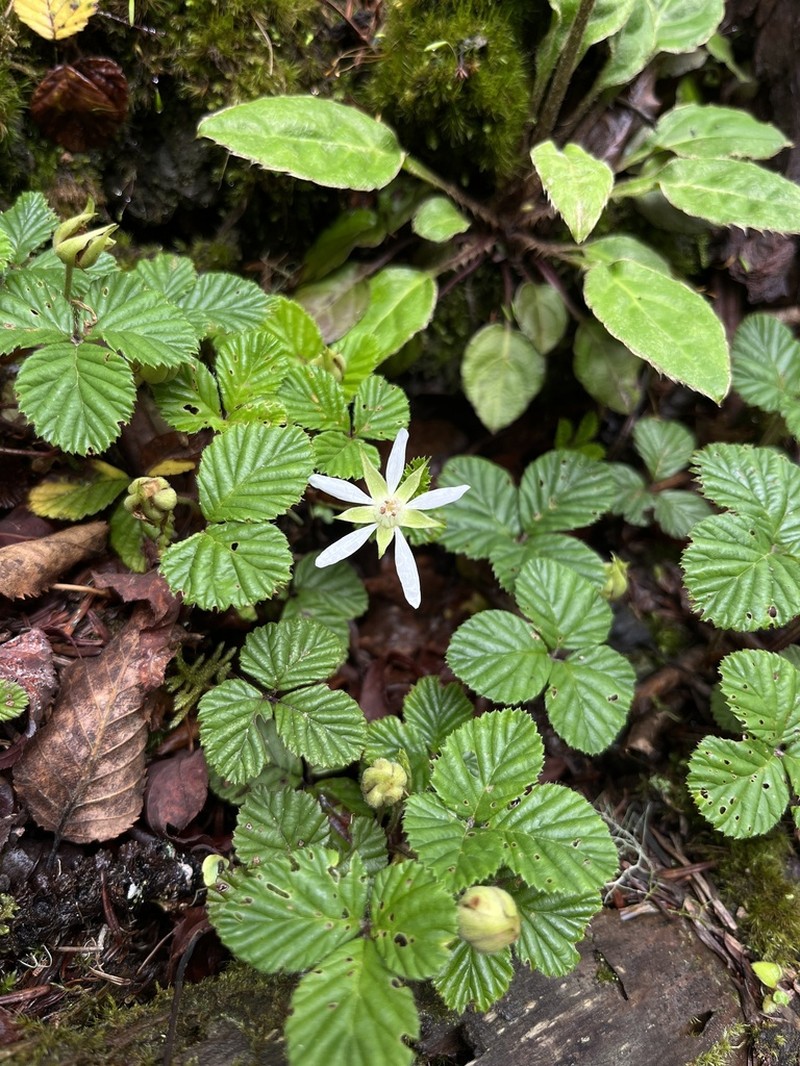 Rubus fockeanus photo 3