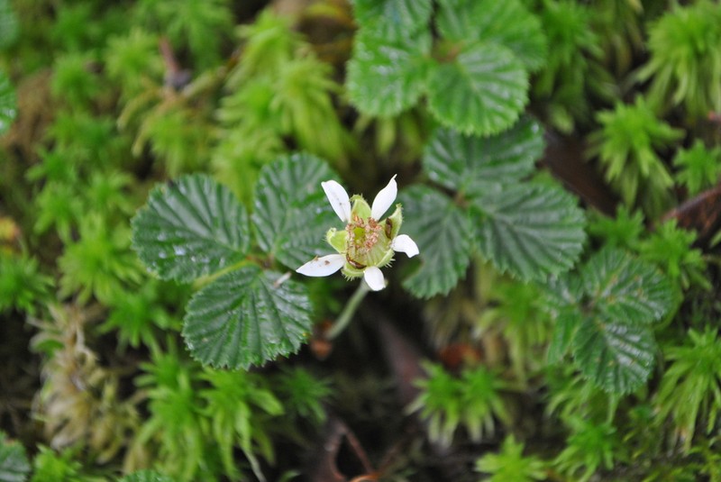 Rubus fockeanus photo 4
