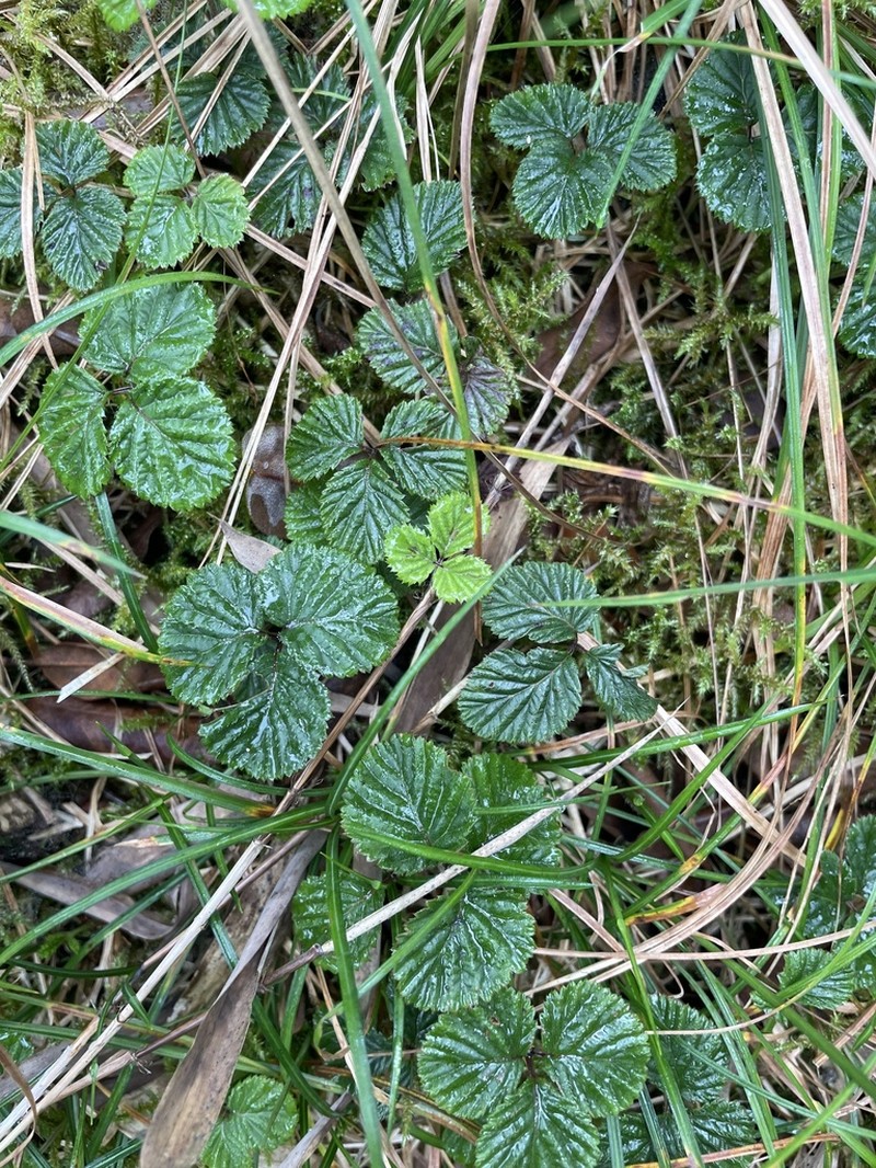 Rubus fockeanus photo 5