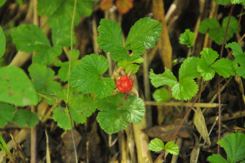 Rubus fockeanus photo 6