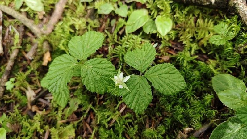 Rubus fockeanus photo 7