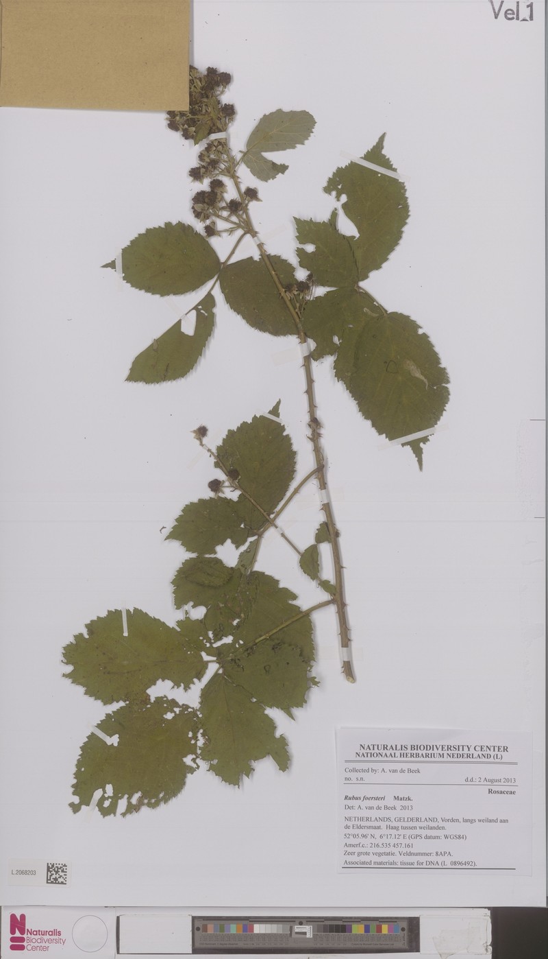 Rubus foersteri
