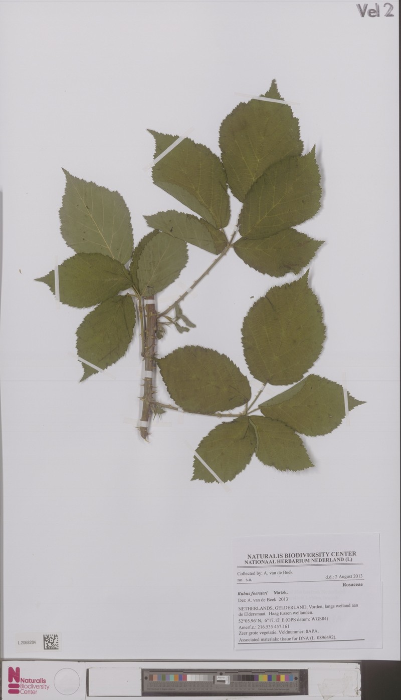 Rubus foersteri photo 2