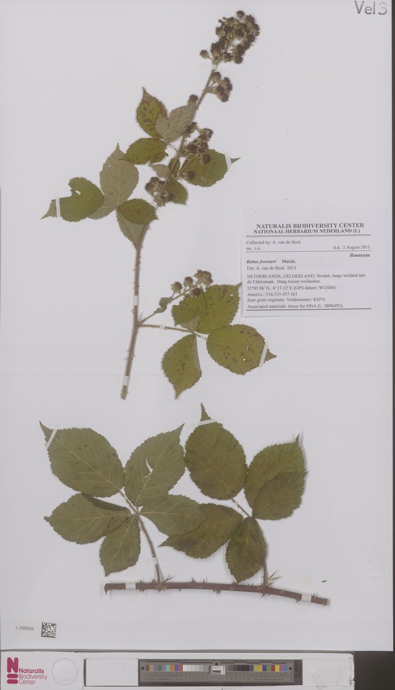 Rubus foersteri photo 3