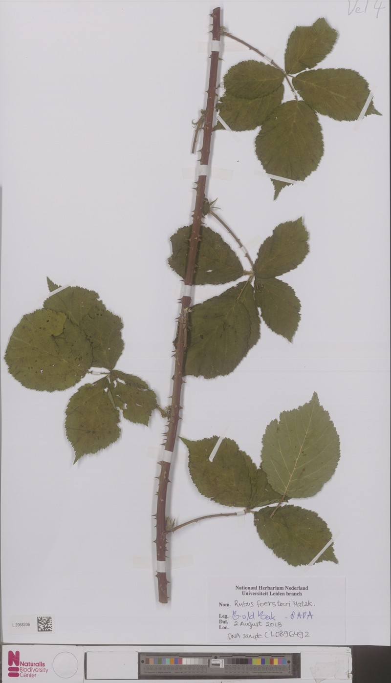Rubus foersteri photo 4