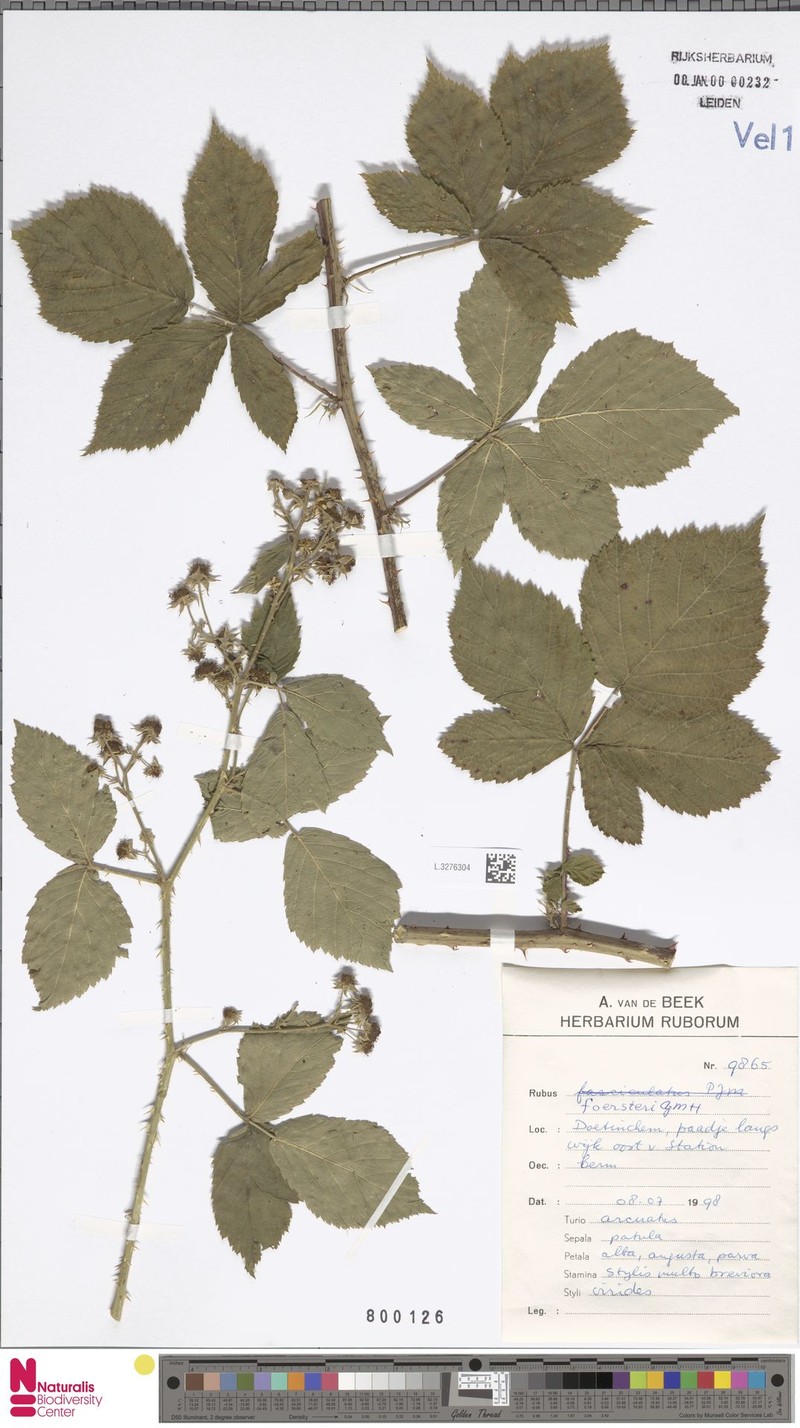 Rubus foersteri photo 5