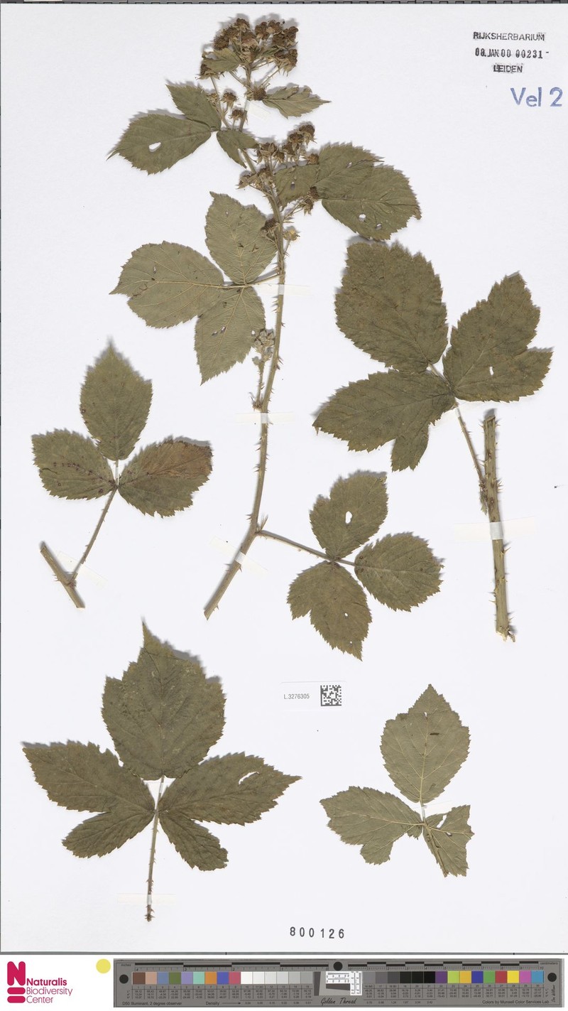Rubus foersteri photo 6
