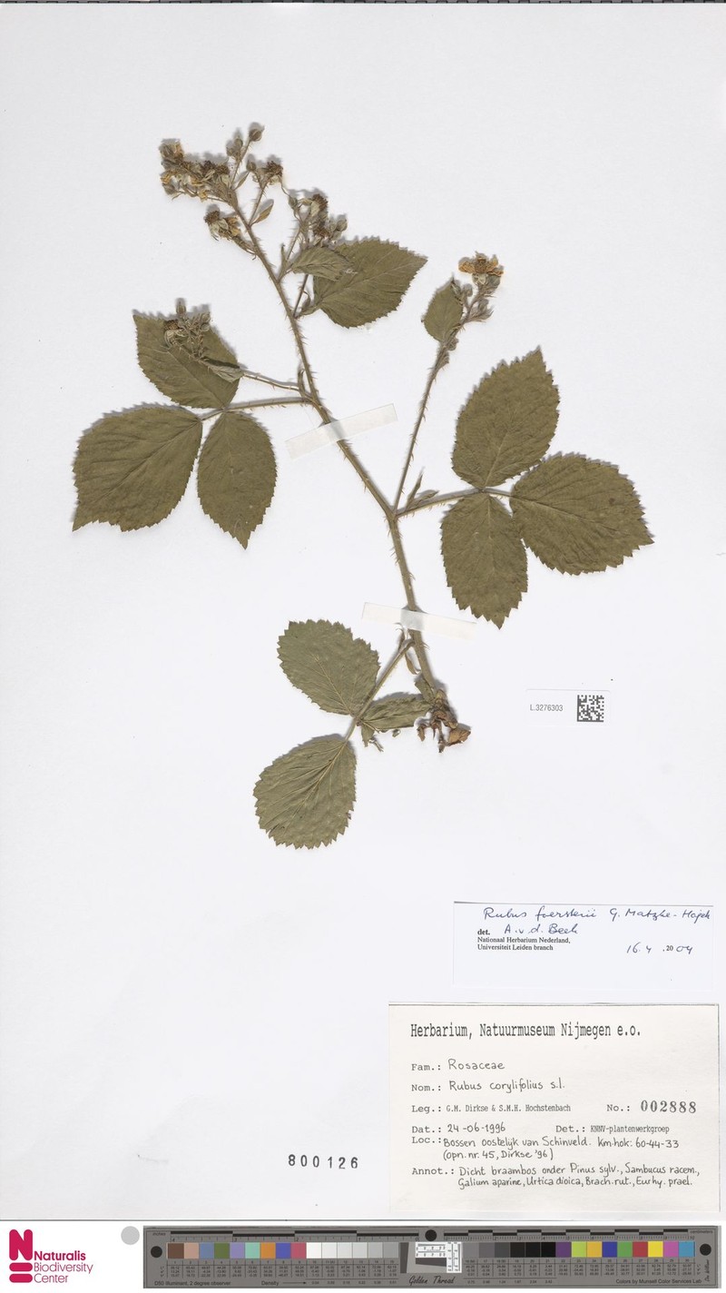 Rubus foersteri photo 7