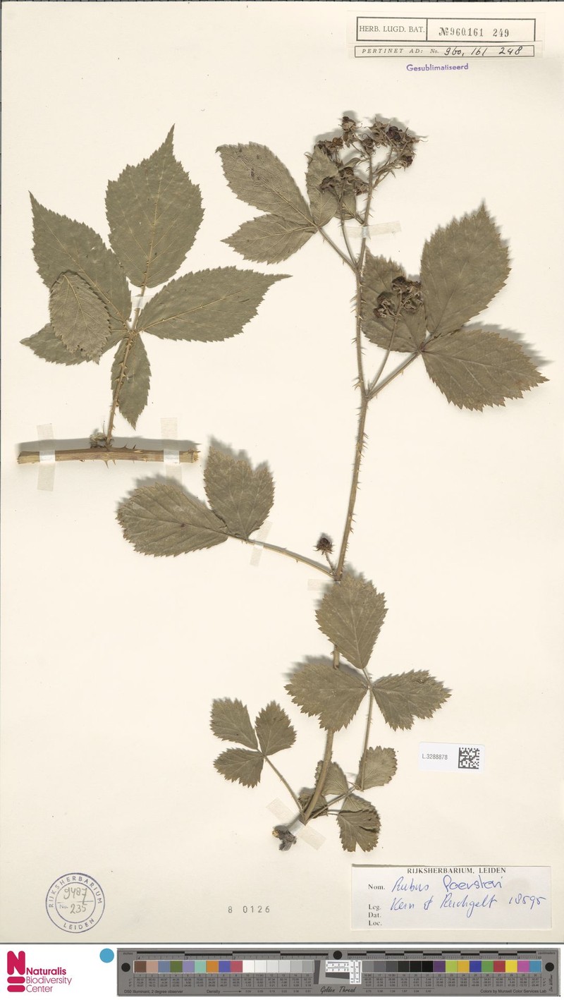Rubus foersteri photo 8
