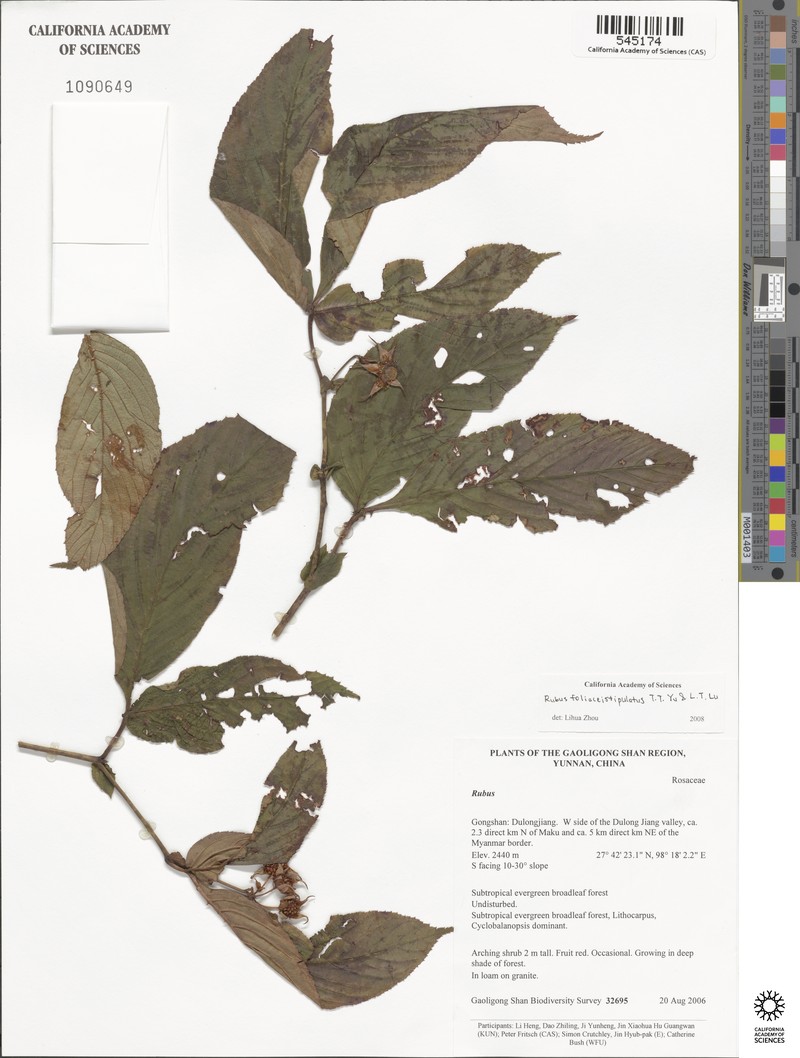 Rubus foliaceistipulatus