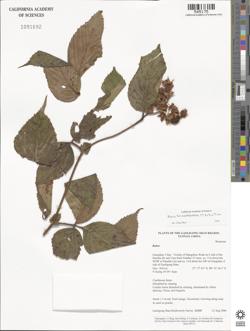 Rubus foliaceistipulatus photo 2