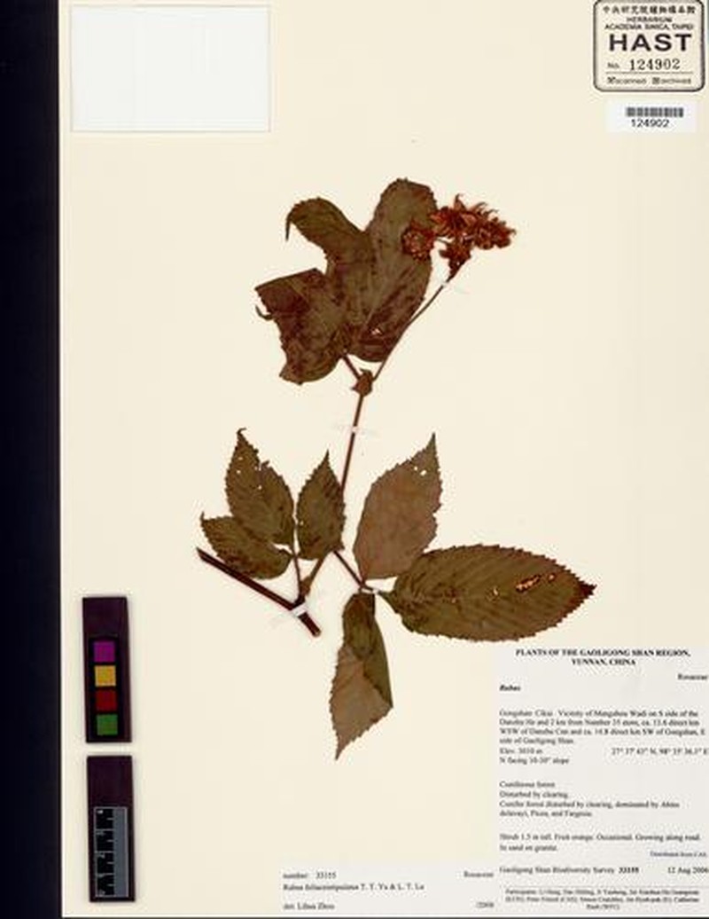 Rubus foliaceistipulatus photo 3