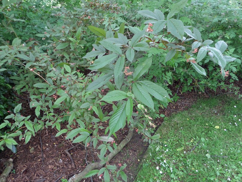 Rubus foliaceistipulatus photo 4