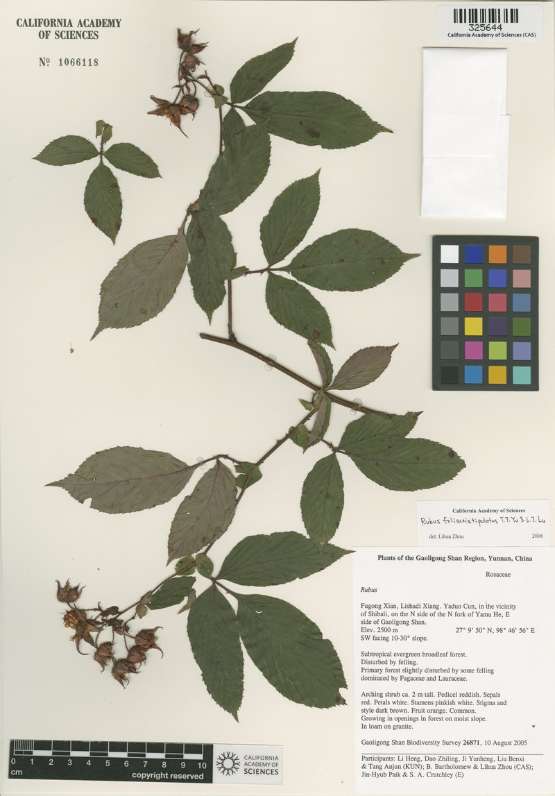Rubus foliaceistipulatus photo 5