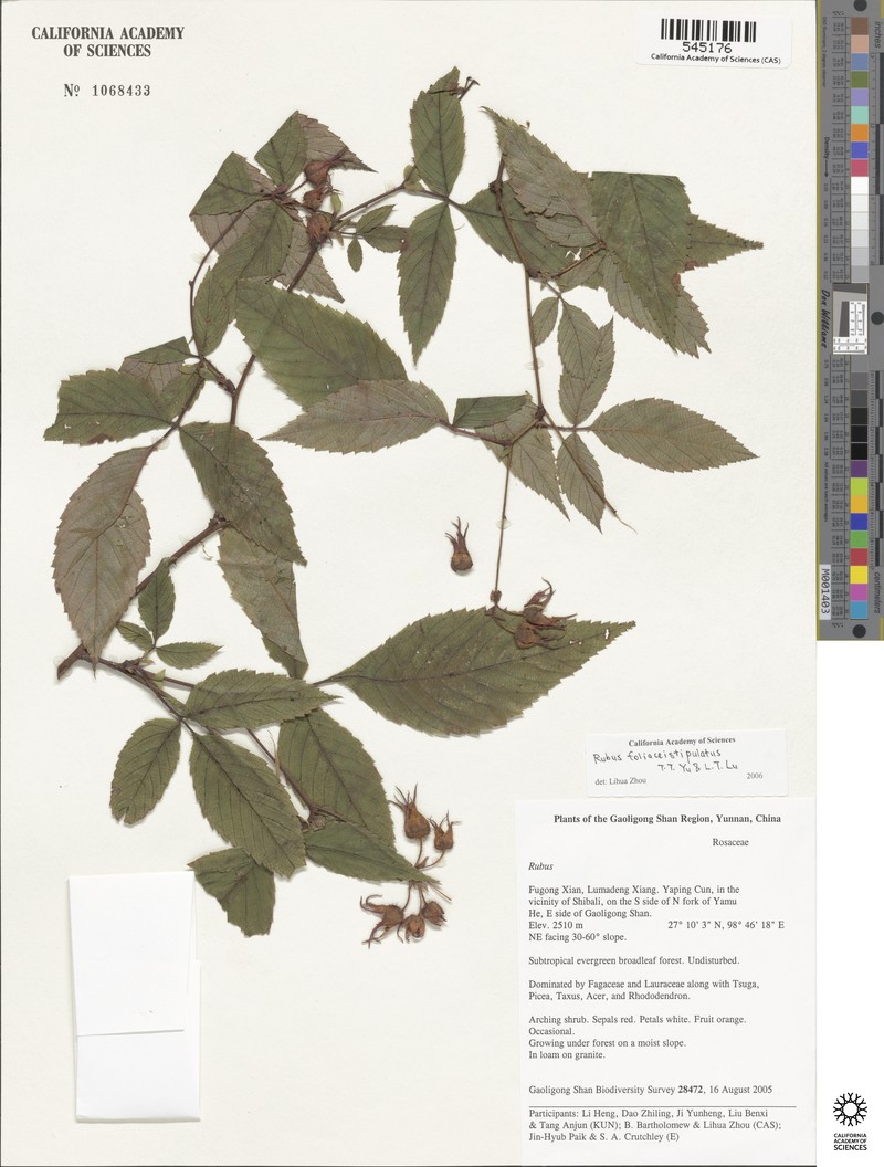Rubus foliaceistipulatus photo 6